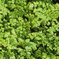 Anthriscus cerefolium