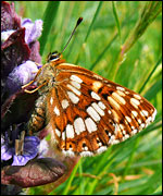 Hamearis Lucina. Photo: Paul Kipling