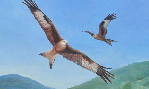 two-redkites.jpg