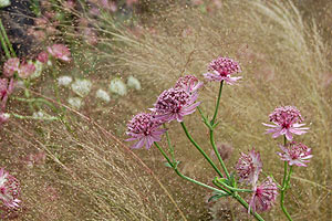 agrostis_nebulosa_and_astrantia.jpg