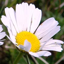 Leucanthemum vulgare