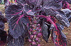 Brussel sprout 'Red Delicious'