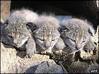 Filhotes de lince ibérico