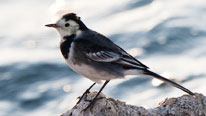 Wagtail: Copyright of Andrew Haynes