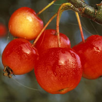 Malus 'Red Sentinel'