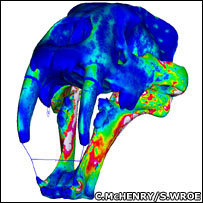 simulação do crânio