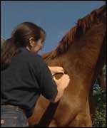 Horse's neck being massaged