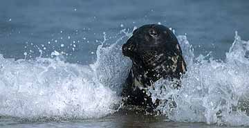 Grey Seal &copy;Gerhard Schulz