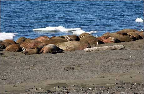 Basking walruses