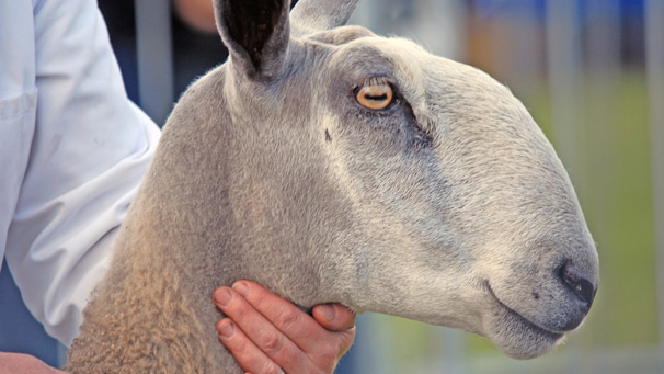 One of the heaviest of all native breeds, the Blue Faced Leicester has a broad muzzle and most have a roman nose.