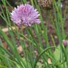 Allium schoenoprasum