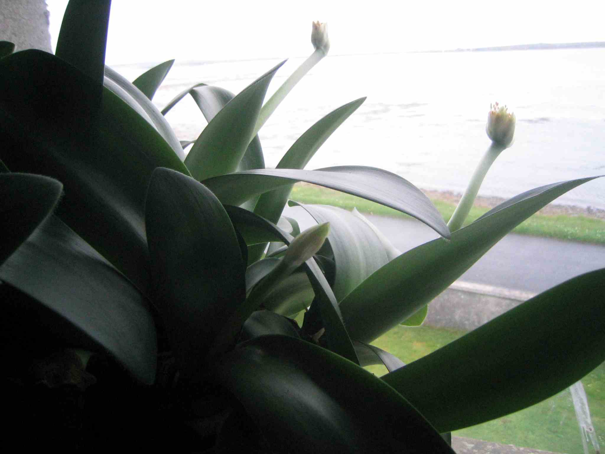 Mystery paint brush plant