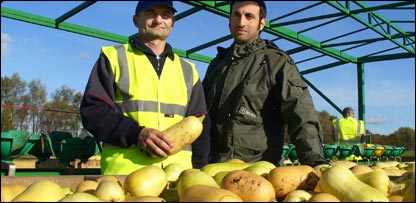 移民工人采摘南瓜