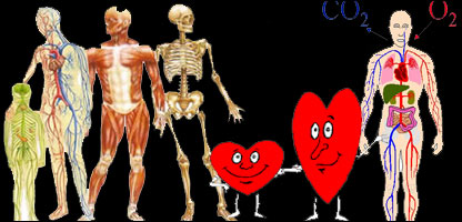 دوران خون در بدن انسان ها 