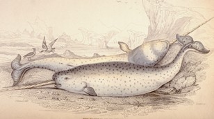 Narwhal engraving by Time Life Pictures/Mansell/Time Life Pictures/Getty Images
