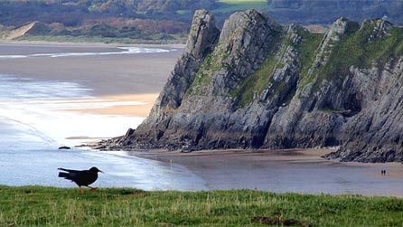 chough by deejswansea on Flickr
