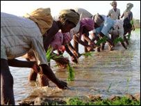 भारतीय किसान