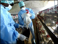 बर्ड फ़्लू