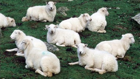 Mutton (not dressed as lamb)