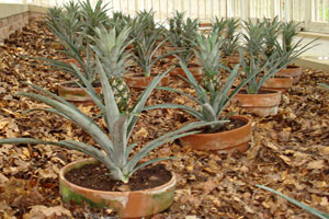 Pineapples at Tatton Park Pinery