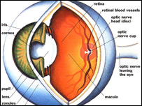 له دوړو سره د سترګو حساسيت