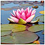 Water Lily c/o National Botanic Garden of Wales