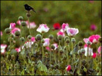 د نشه يي توکو د کنترول ستراتيژي 