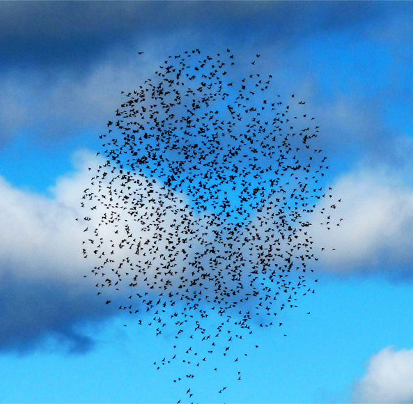 starlings