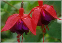 Fuchsia Royal Velvet.