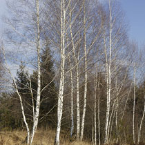 Downy birch