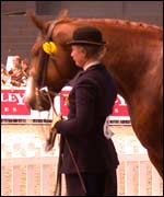 A show horse at The Horse Of The Year Show 2002 
