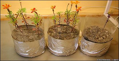 Plantas nos potes à esquerda foram cultivadas com batérias e à direita, sem