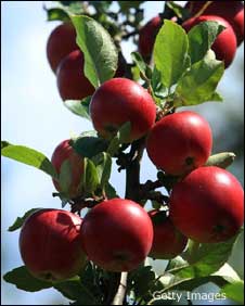 Cider apples c/o Getty and Christopher Furlong