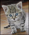 kitten