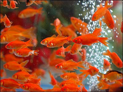 İran'da Nevruz kutlamaları