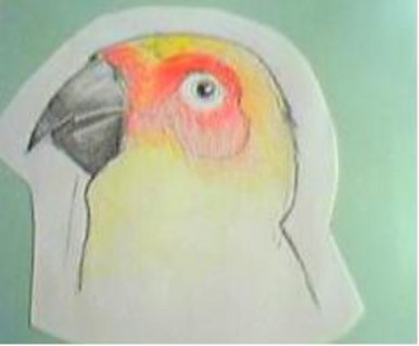 The parrot