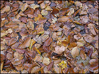 fallen autumnal leaves