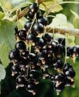 Blackcurrants