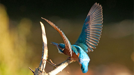 A kingfisher stretches its wings. Image by Emil Pix