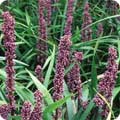Liriope muscari