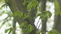 Carpinus betulus