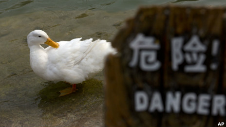 北京一个公园里的鸭子