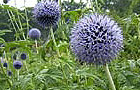 Message board (image: Echinops bannaticus 'Taplow Blue')