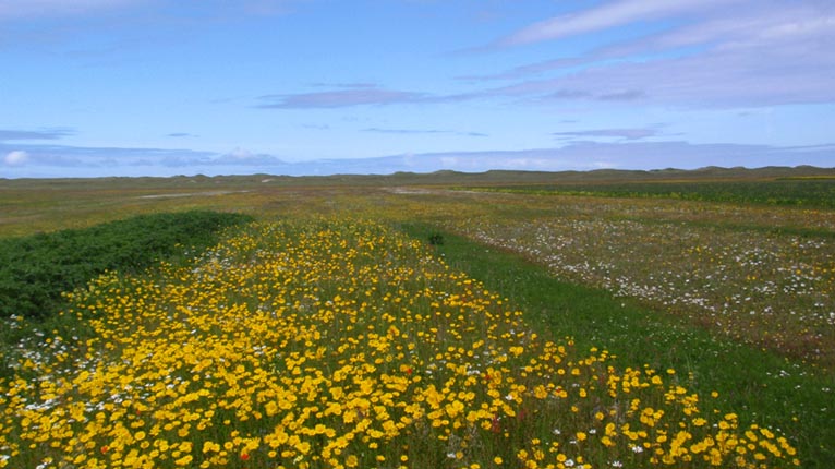 Machair, Beàrnaraigh na Hearadh
