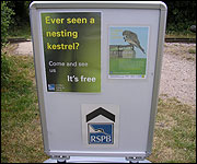 Kestrel sign