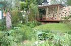 The Gorilla's Jungle Garden