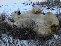 Urso polar