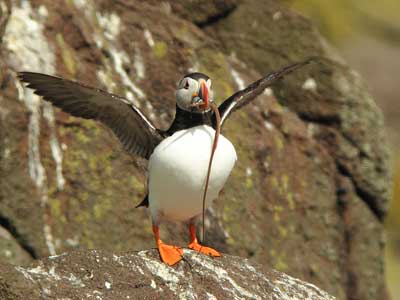 Harry-Scott-PF-puffin2.jpg