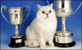 Winning cat 