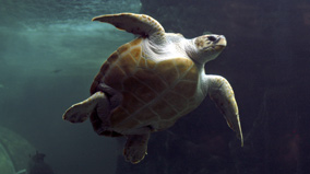 loggerheadturtle.jpg